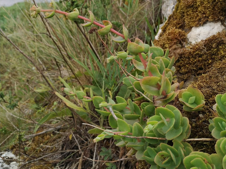 Hylotelephium telephium subsp. ruprechtii aka Hylotelephium maximum subsp. ruprechtii, Sedum telephium subsp. ruprechtii, or Sedum maximum subsp. ruprechtii