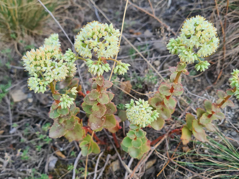 Hylotelephium telephium subsp. ruprechtii aka Hylotelephium maximum subsp. ruprechtii, Sedum telephium subsp. ruprechtii, or Sedum maximum subsp. ruprechtii