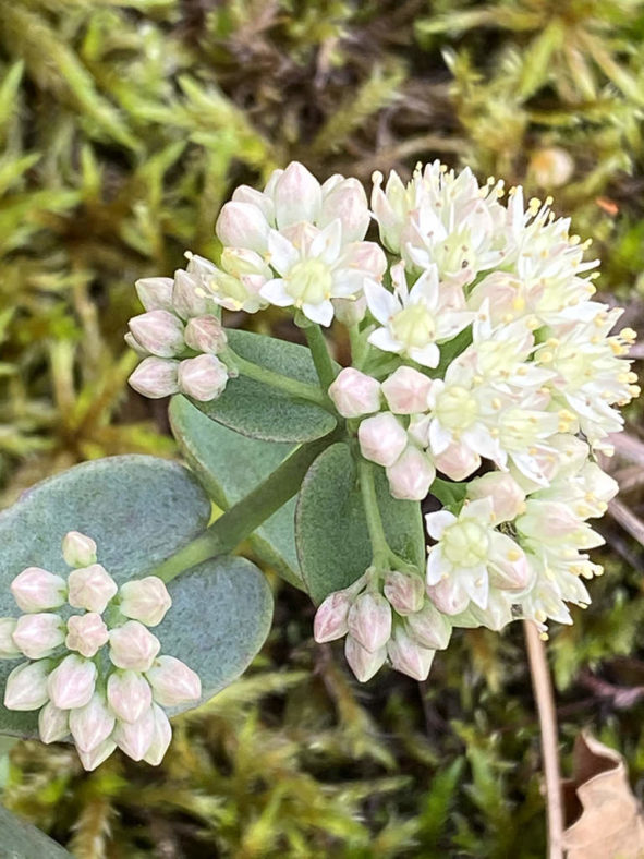 Hylotelephium telephium subsp. ruprechtii aka Hylotelephium maximum subsp. ruprechtii, Sedum telephium subsp. ruprechtii, or Sedum maximum subsp. ruprechtii