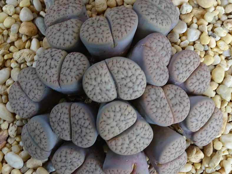 Lithops hookeri var. susannae