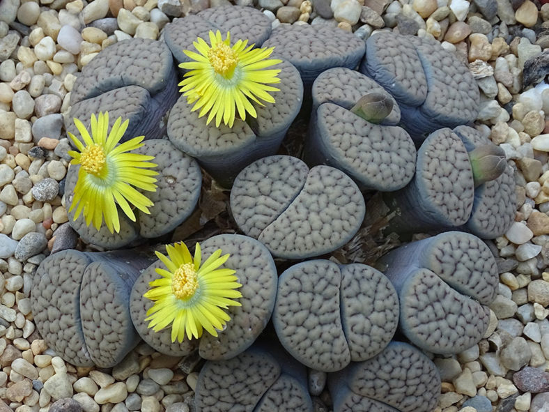 Lithops hookeri var. susannae