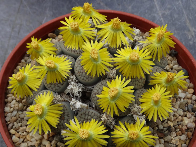 Lithops hookeri var. susannae