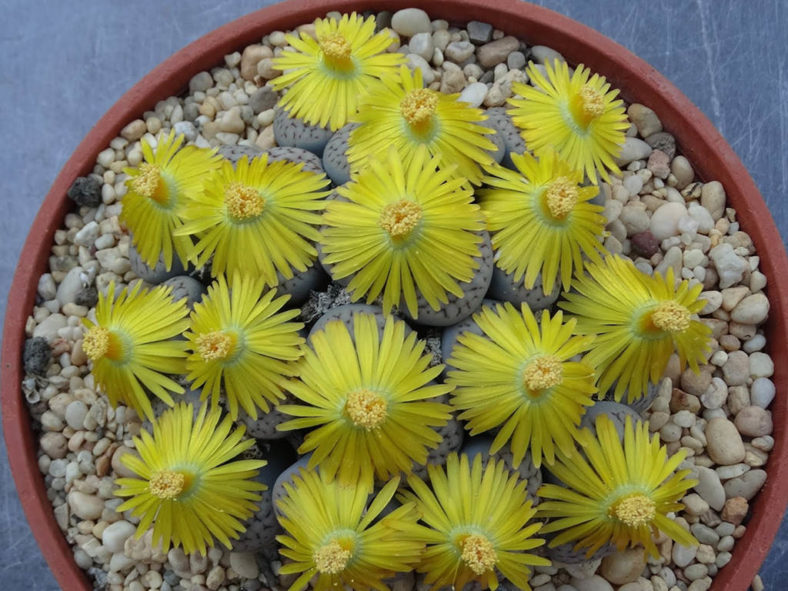 Lithops hookeri var. susannae