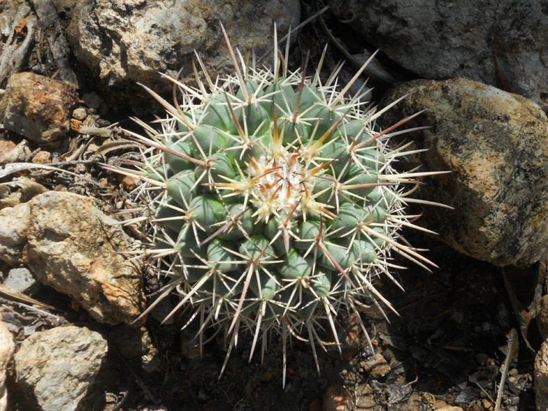 Mammillaria wagneriana