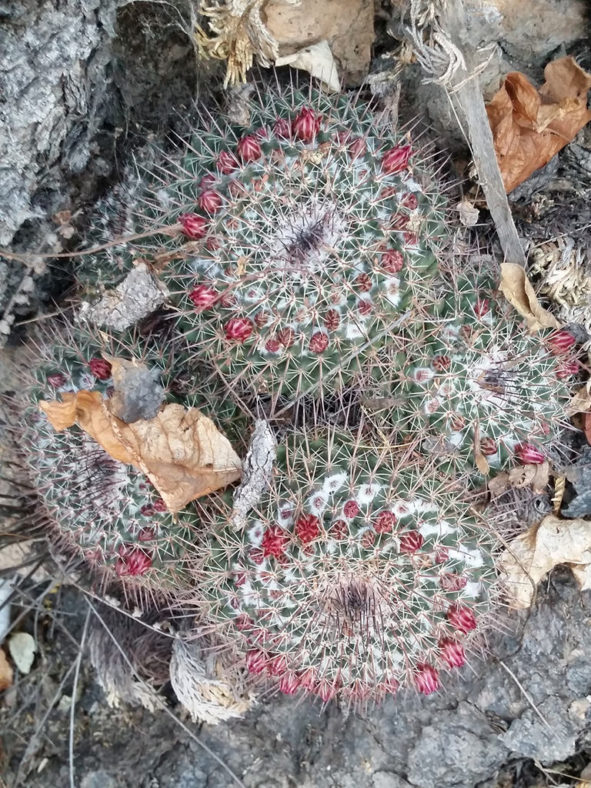 Mammillaria wagneriana