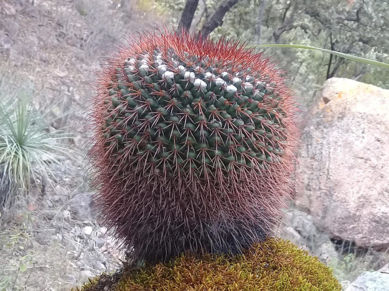 Mammillaria wagneriana