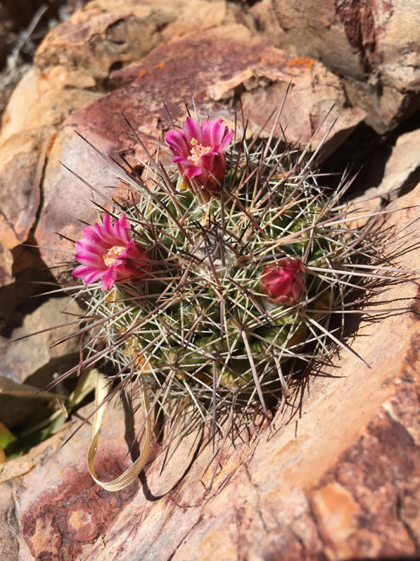 Mammillaria wagneriana