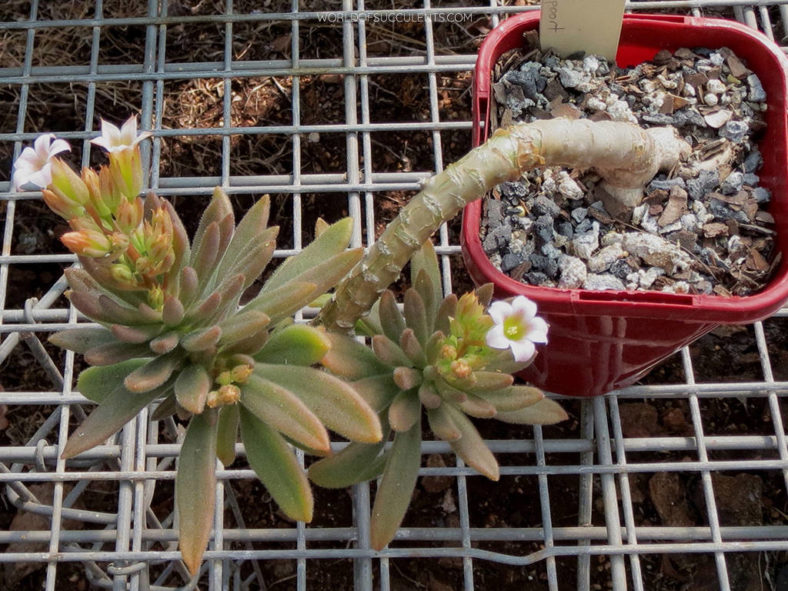 Tylecodon racemosus (Potato Butterbush)