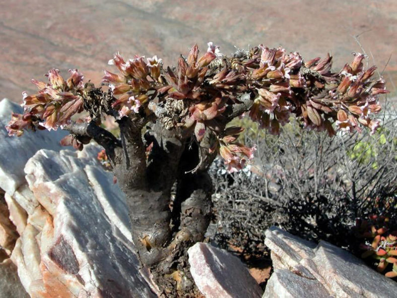 Tylecodon racemosus (Potato Butterbush)