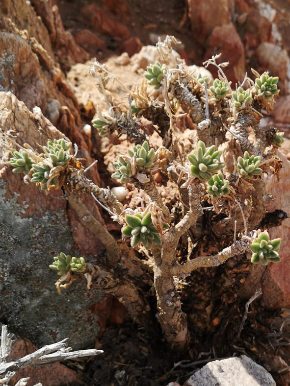 Tylecodon racemosus (Potato Butterbush)