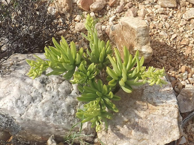 Tylecodon racemosus (Potato Butterbush)