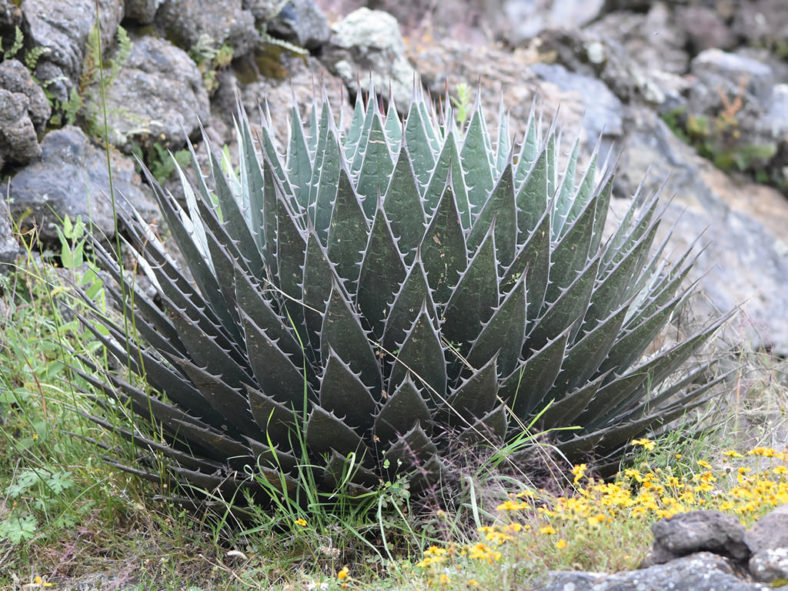 Agave horrida subsp. perotensis (Perote Agave)