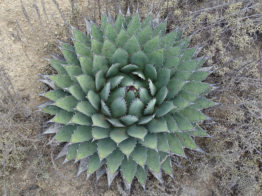 Agave horrida subsp. perotensis - World of Succulents