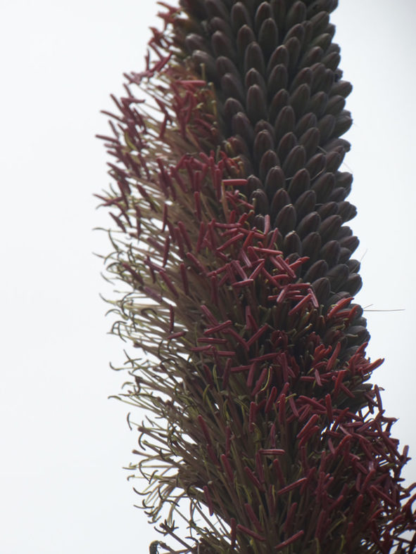 Agave horrida subsp. perotensis (Perote Agave)