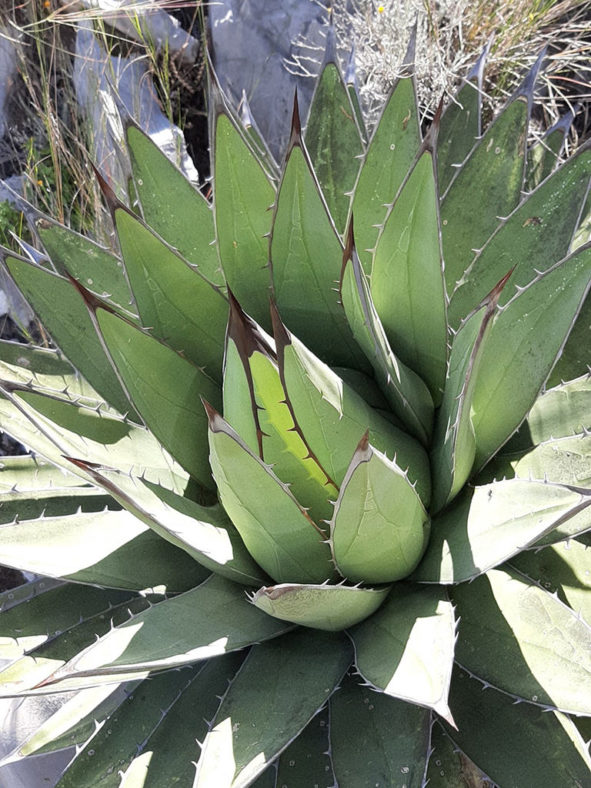 Agave horrida subsp. perotensis (Perote Agave)