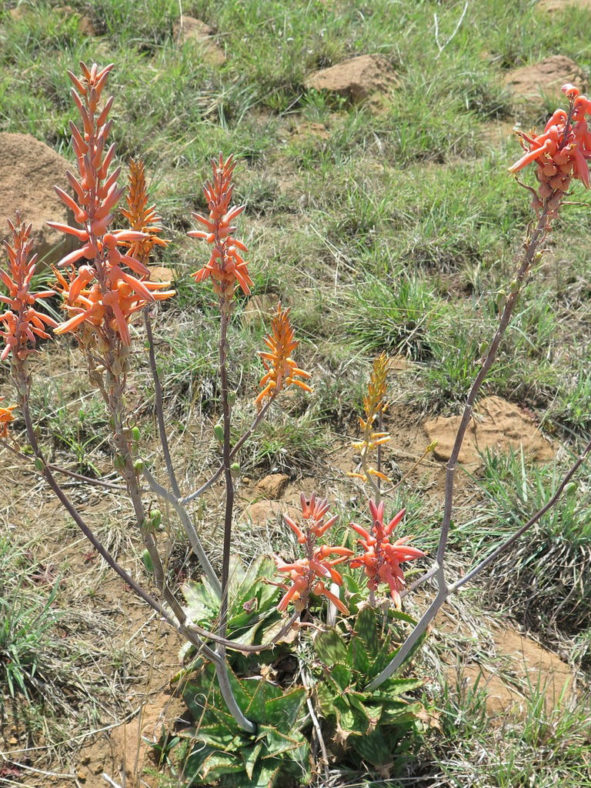 Aloe vanrooyenii (Van Rooyen's Aloe)