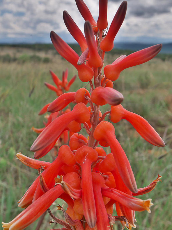 Cluster of flowers in habitat Weenen, KwaZulu-Natal, South Africa. Aloe vanrooyenii (Van Rooyen's Aloe)