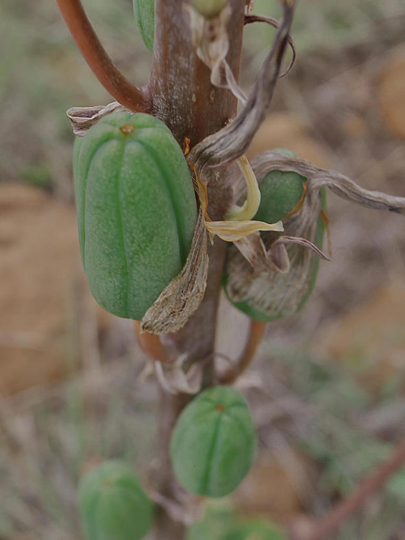 Aloe vanrooyenii (Van Rooyen's Aloe)