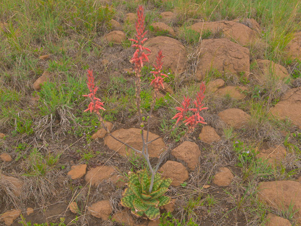 Aloe vanrooyenii (Van Rooyen's Aloe)