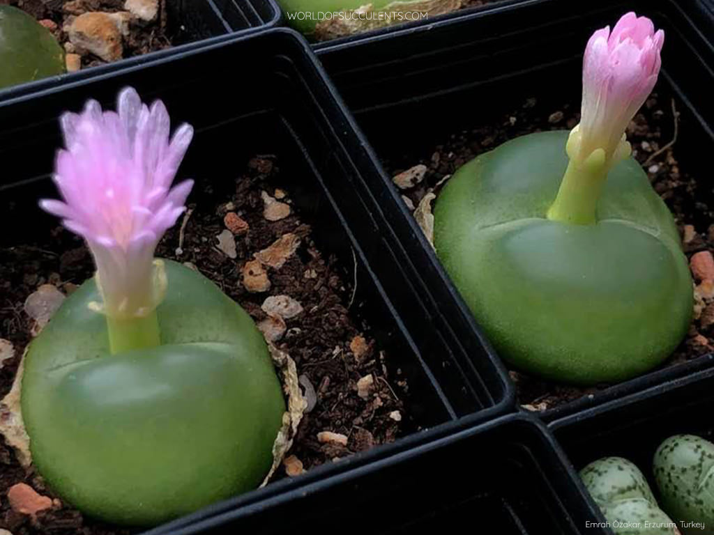 Conophytum ratum