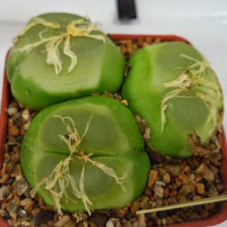 Conophytum ratum