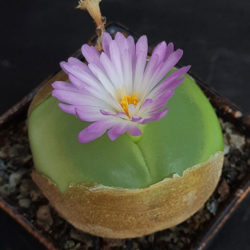 Conophytum ratum