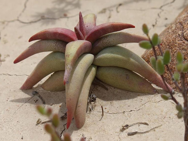 Crassula congesta subsp. laticephala