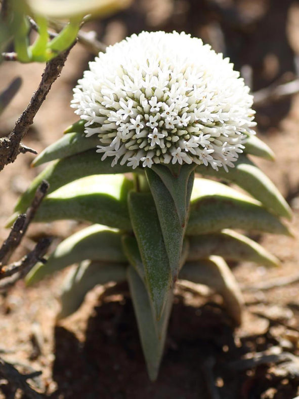 Crassula congesta subsp. laticephala