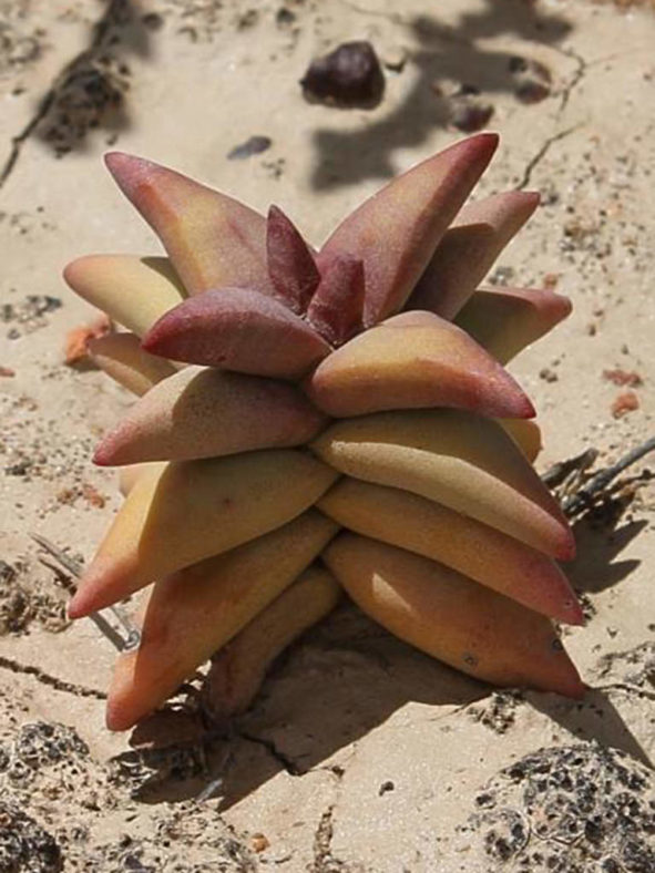 Crassula congesta subsp. laticephala