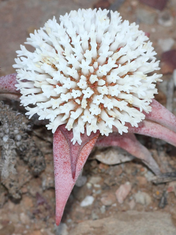 Crassula congesta subsp. laticephala