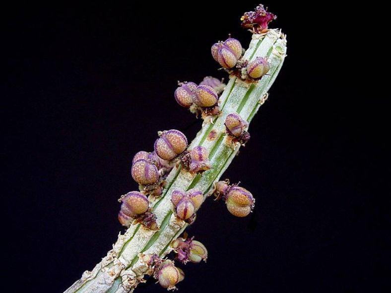 Euphorbia cryptospinosa