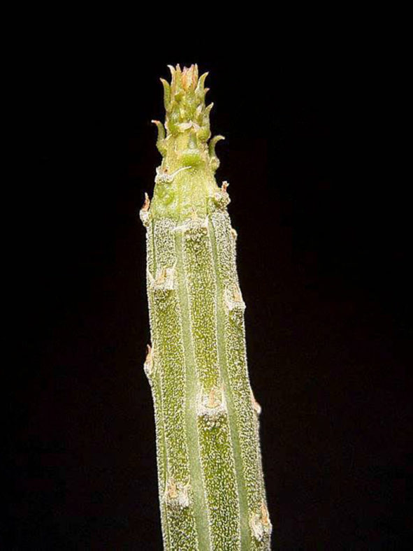 Euphorbia cryptospinosa