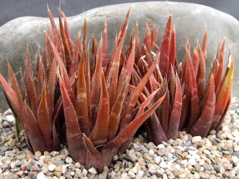 Haworthia angustifolia var. altissima