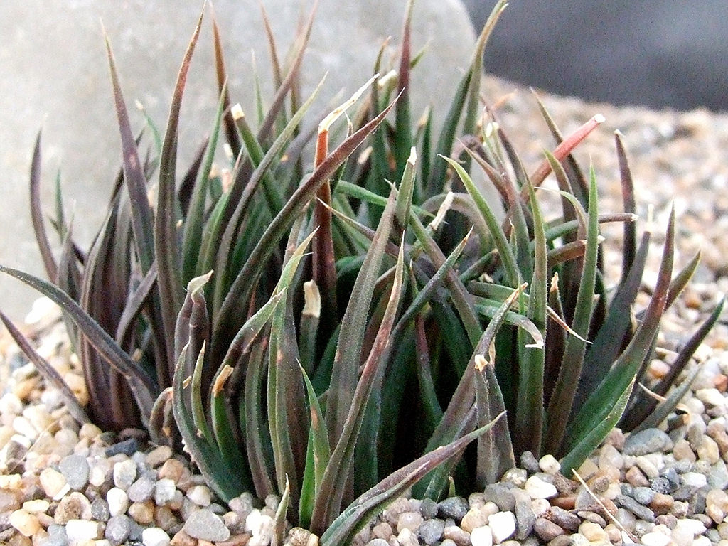 Haworthia angustifolia var. altissima