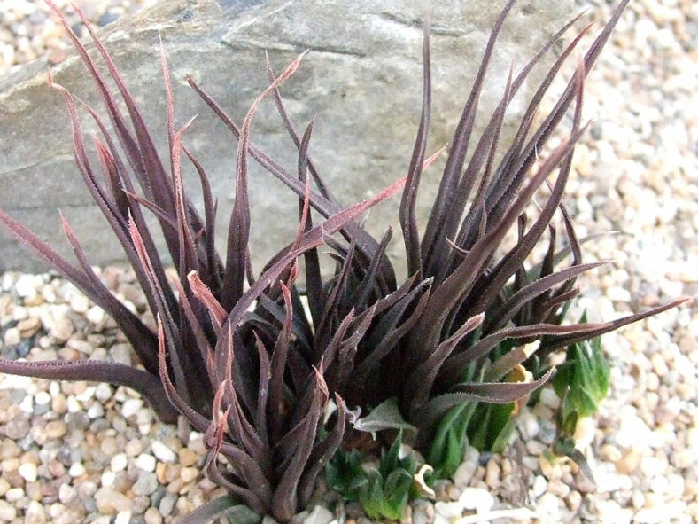 Haworthia angustifolia var. altissima