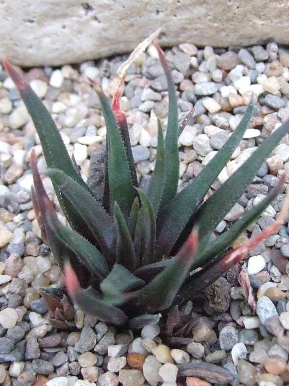 Haworthia angustifolia var. altissima