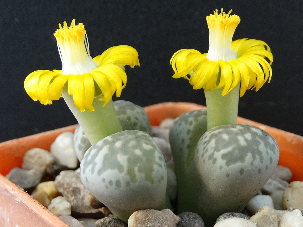 Lithops hermetica