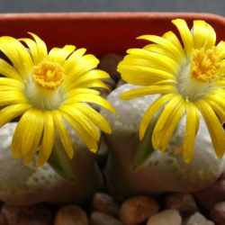 Lithops hermetica