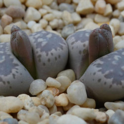 Lithops hermetica