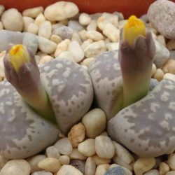 Lithops hermetica