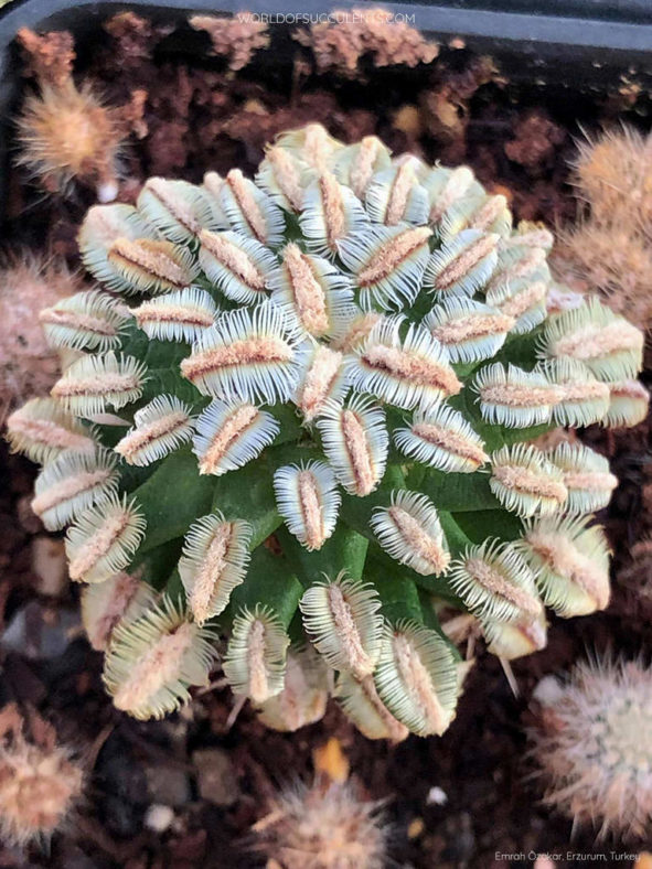 Mammillaria bertholdii