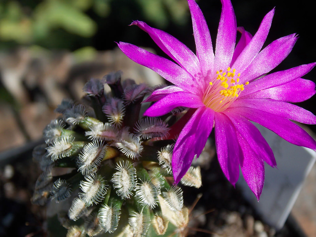 Mammillaria bertholdii