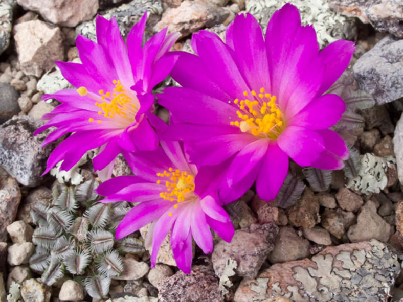 Mammillaria bertholdii