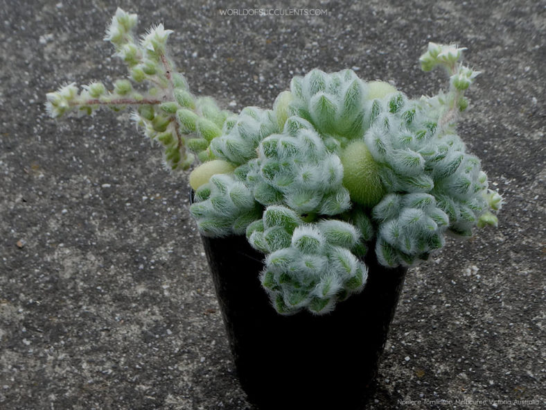 Sedum piaxtlaense