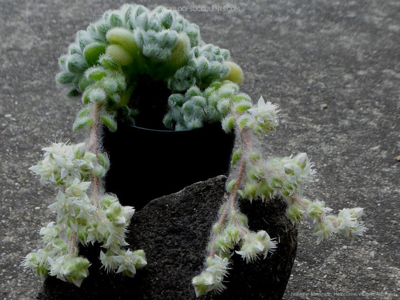 Sedum piaxtlaense