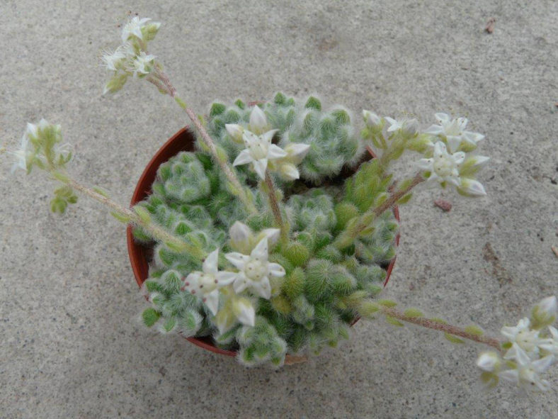 Sedum piaxtlaense