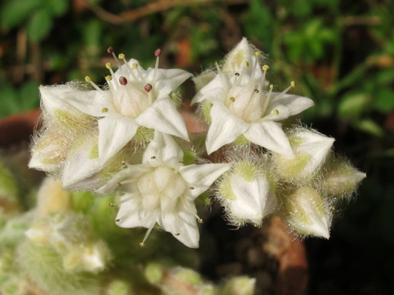 Sedum piaxtlaense