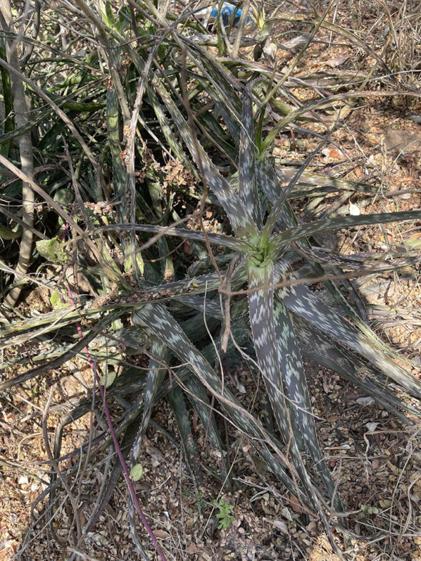 Aloe suffulta (Climbing-flower Aloe)