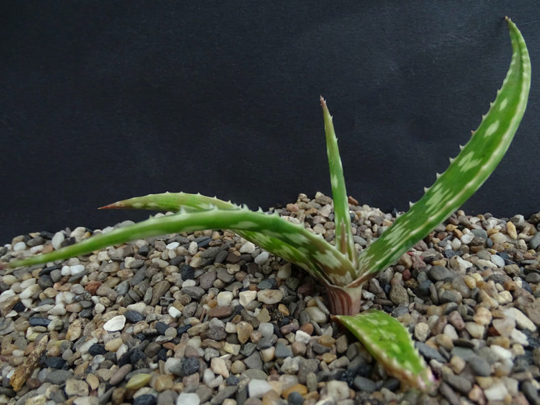 Aloe suffulta (Climbing-flower Aloe)