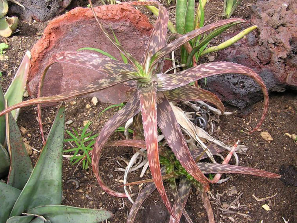 Aloe suffulta (Climbing-flower Aloe)
